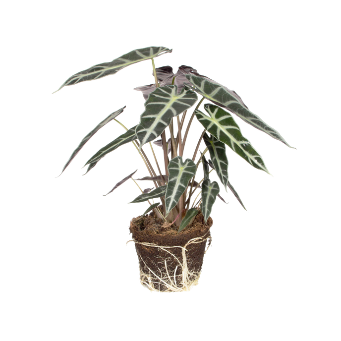 Alocasia bambino arrow